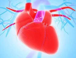 Pasien Transplantasi Jantung Babi di Amerika Meninggal Dunia