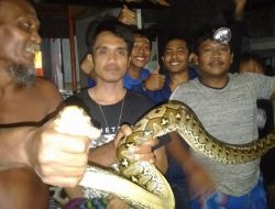 UpdateNews | Warga Digegerkan dengan Kemunculan Ular Phyton